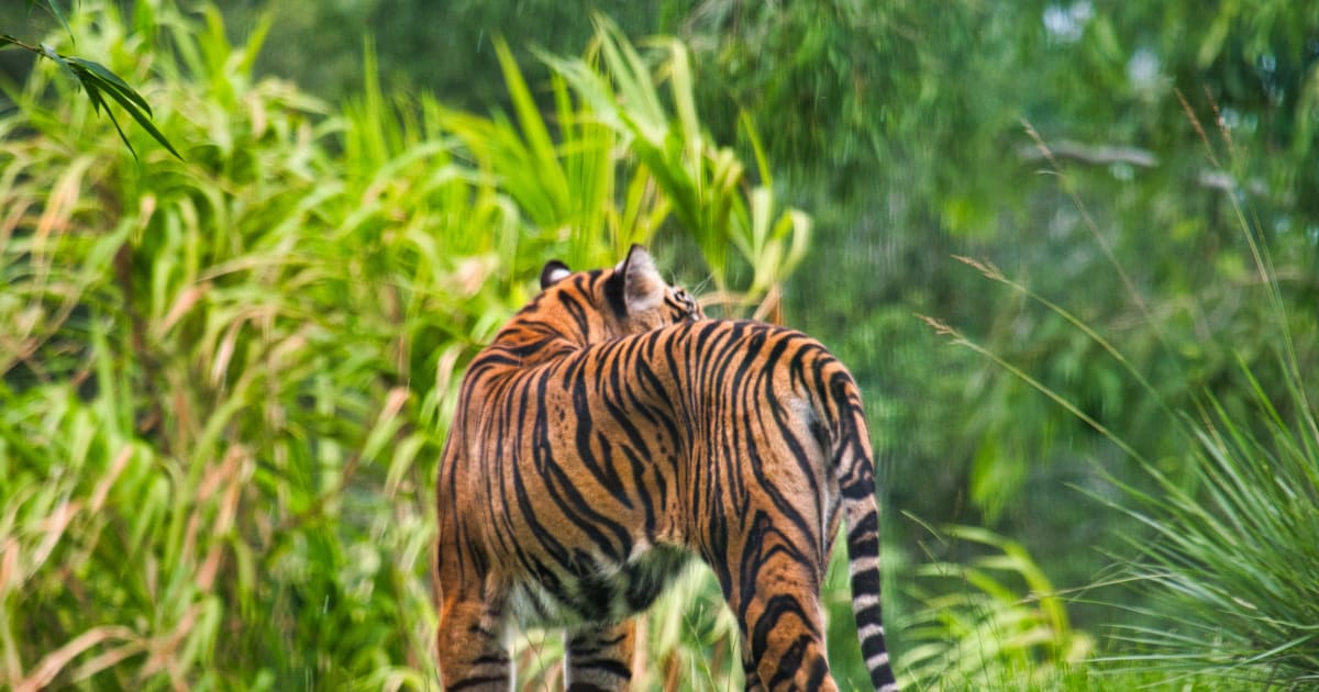 Το Red Tiger κερδίζει το Παγκόσμιο Βραβείο Παιχνιδιού του 2023